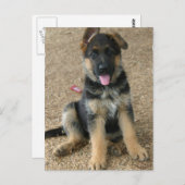 ドイツの羊飼い犬はがき ポストカード (正面/裏面)