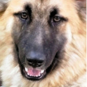 ドイツの羊飼い犬 ハンドファン