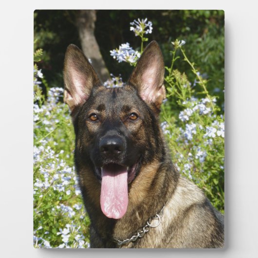 ドイツの羊飼い犬 フォトプラーク (正面)