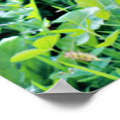 ドイツの羊飼い犬 ポスター (角)