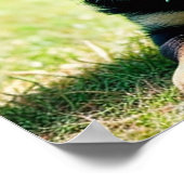 ドイツの羊飼い犬 ポスター (角)