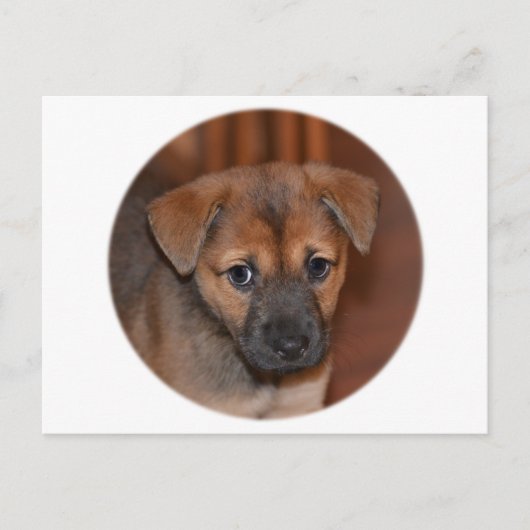 ドイツの羊飼い犬 ポストカード (正面)