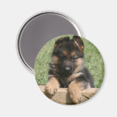 ドイツの羊飼い犬 マグネット (正面/裏面)