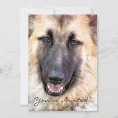 ドイツの羊飼い犬 招待状 (正面)