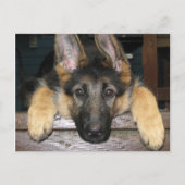 ドイツの羊飼い絵葉書 ポストカード (正面)