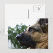 ドイツの羊飼い葉書 ポストカード (正面/裏面)