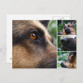 ドイツの羊飼い葉書 ポストカード (正面/裏面)