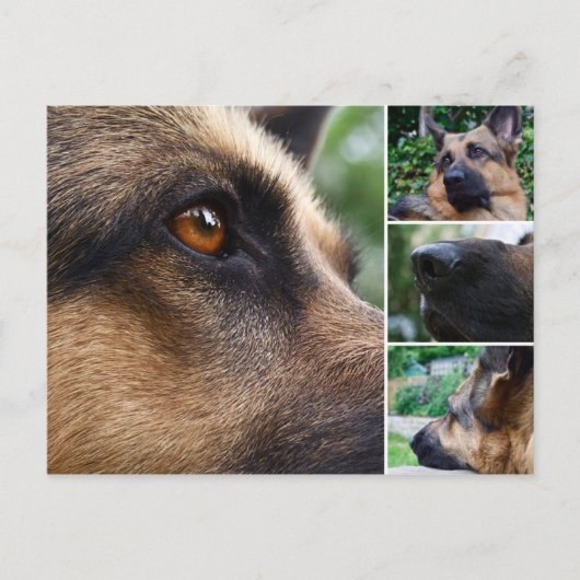 ドイツの羊飼い葉書 ポストカード (正面)