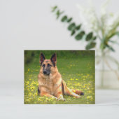 ドイツの羊飼い葉書 ポストカード (スタンド正面)