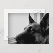 ドイツの羊飼い葉書 ポストカード (正面/裏面)