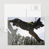 ドイツの羊飼い警察犬の訓練 ポストカード (正面/裏面)