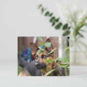 ドイツの羊飼い ポストカード (スタンド正面)