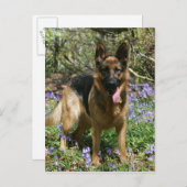 ドイツの羊飼い ポストカード (正面/裏面)