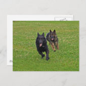 ドイツの羊飼い ポストカード (正面/裏面)