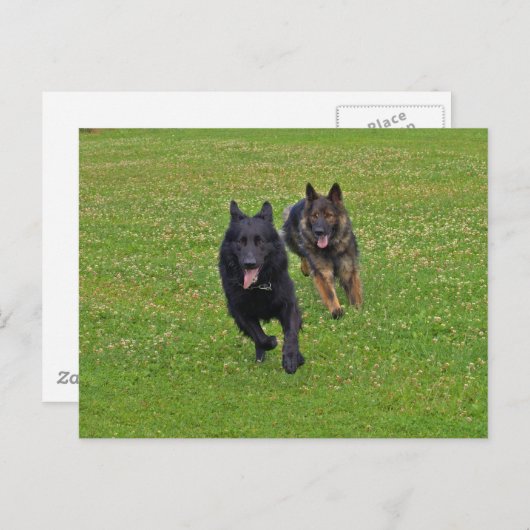 ドイツの羊飼い ポストカード (正面/裏面)