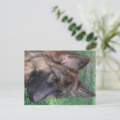 ドイツの羊飼い ポストカード (スタンド正面)