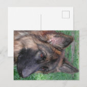 ドイツの羊飼い ポストカード (正面/裏面)