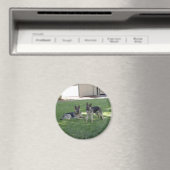 ドイツの羊飼い マグネット (インサイチュ (食洗機))