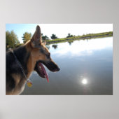 ドイツの羊飼い/景色を楽しむ ポスター (正面)