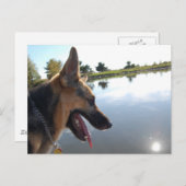 ドイツの羊飼い/景色を楽しむ ポストカード (正面/裏面)