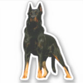 ドイツの羊飼い、黒 シール (正面)