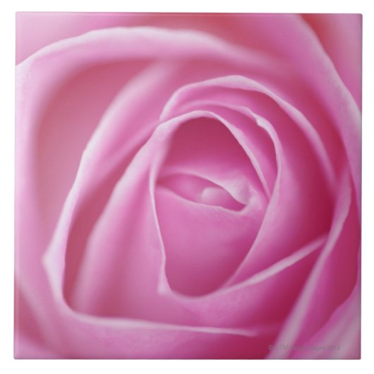 、ドイツは上がりました タイル (正面)