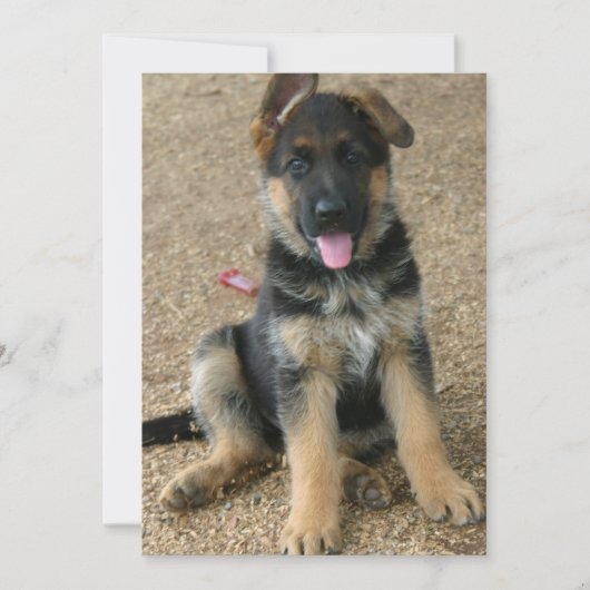 ドイツシェパードパピー招待状 招待状 (正面)