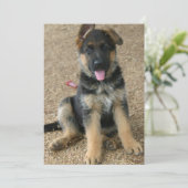 ドイツシェパードパピー招待状 招待状 (スタンド正面)