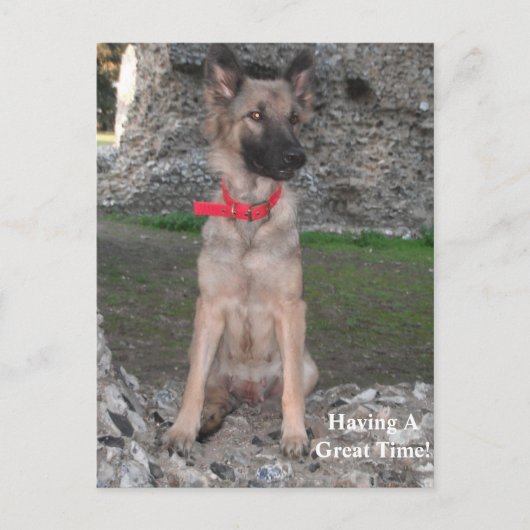 ドイツシェパード犬と城の廃墟訪問のポストカード ポストカード (正面)