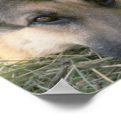 ドイツシェパード ポスター (角)