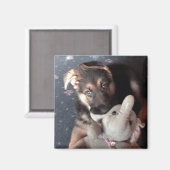 ドイツシェファードパピー磁石 マグネット (正面/裏面)