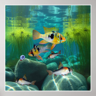 ドイツブルーラムシクリッドコリドーラスアクアリウム魚 ポスター