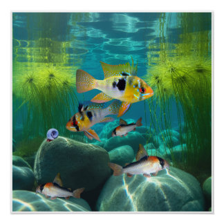 ドイツブルーラムシクリッドコリドーラスアクアリウム魚 ポスター