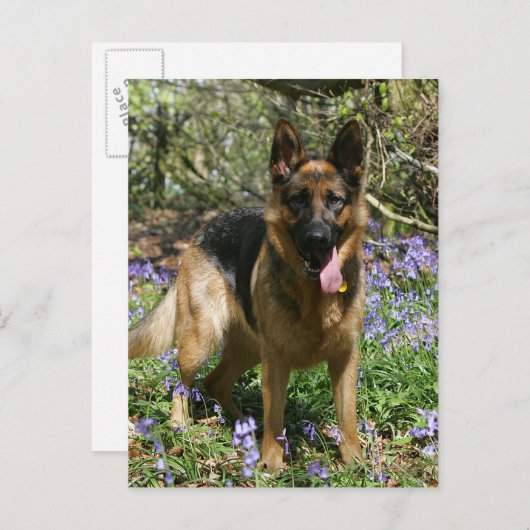 ドイツン・シェパードが横になっている ポストカード (正面/裏面)