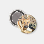 ドイツ人の羊飼いが目を覚まし マグネット (正面/裏面)