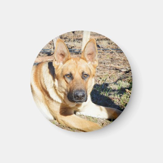 ドイツ人の羊飼いが目を覚まし マグネット (正面)