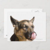 ドイツ人の羊飼いが鼻をなめる音を立てて閉じる ポストカード (正面/裏面)