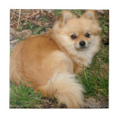 ドイツ人のKleinspitz犬 タイル (正面)