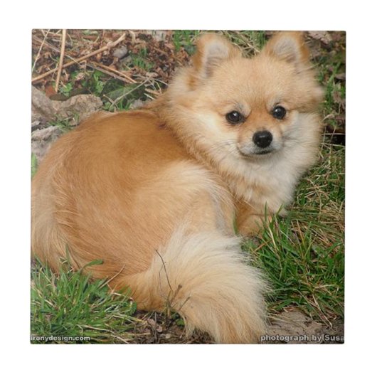 ドイツ人のKleinspitz犬 タイル (正面)