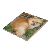 ドイツ人のKleinspitz犬 タイル (側面)