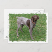 ドイツ短文ポインタ葉書 ポストカード (正面/裏面)