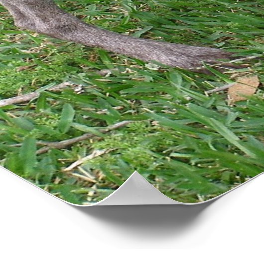 ドイツ短編ポインタのポスター ポスター (角)