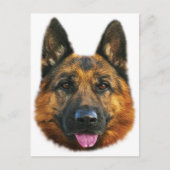 ドイツ羊飼いアルザシアK-9犬 ポストカード (正面)