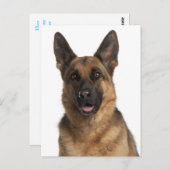 ドイツ羊飼い子犬空白のポストカード ポストカード (正面/裏面)