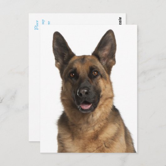 ドイツ羊飼い子犬空白のポストカード ポストカード (正面/裏面)