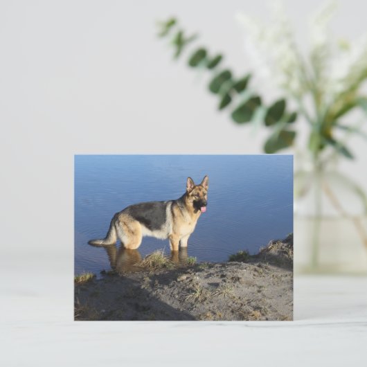 ドイツ羊飼い子犬空白のポストカード ポストカード (スタンド正面)