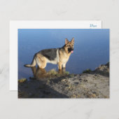 ドイツ羊飼い子犬空白のポストカード ポストカード (正面/裏面)