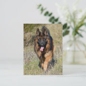 ドイツ羊飼い子犬空白のポストカード ポストカード (スタンド正面)