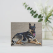 ドイツ羊飼い子犬空白のポストカード ポストカード (スタンド正面)