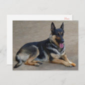 ドイツ羊飼い子犬空白のポストカード ポストカード (正面/裏面)